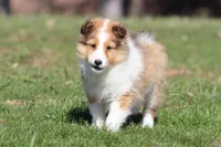 Tuck , a male Shetland Sheepdog for sale in Grand Rapids, MI – Photo 2 of 5