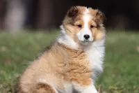 Tuck , a male Shetland Sheepdog for sale in Grand Rapids, MI – Photo 5 of 5