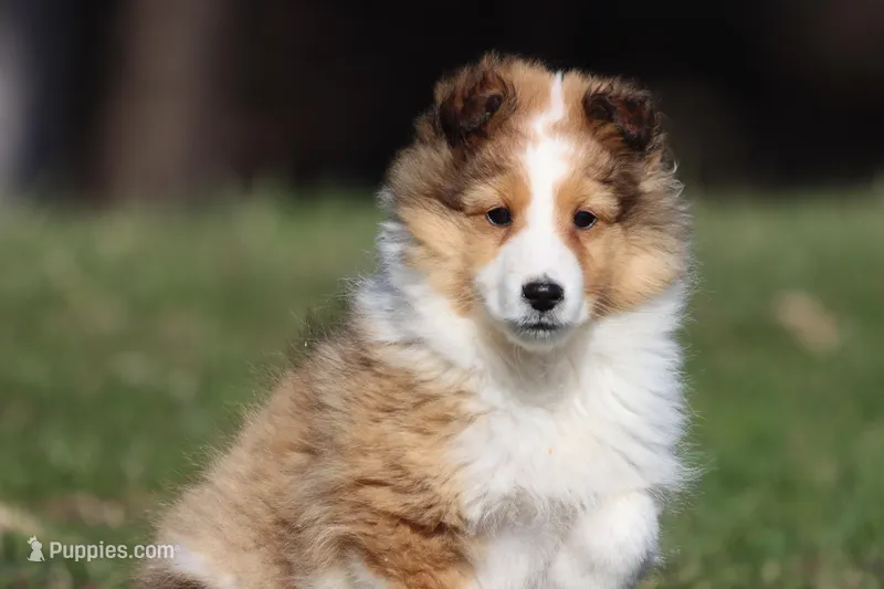 Tuck  – Shetland Sheepdog puppy for sale in Grand Rapids, MI