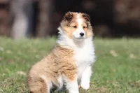 Tuck , a male Shetland Sheepdog for sale in Grand Rapids, MI – Photo 4 of 5