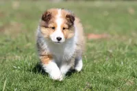 Tuck , a male Shetland Sheepdog for sale in Grand Rapids, MI – Photo 3 of 5