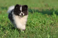 Feather AKC , a female Pomeranian for sale in Grand Rapids, MI – 3 of 5