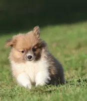 Tiny Tim, a male Pomeranian for sale in Grand Rapids, MI – 2 of 6