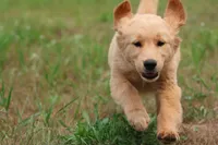 Dandelion , a female Golden Retriever for sale in Grand Rapids, MI – 2 of 3