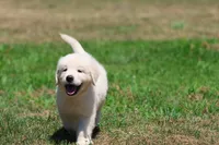 Monty, a male Golden Retriever and English Cream Golden Retriever for sale in Grand Rapids, MI – 2 of 6
