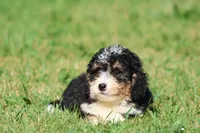 Twizzler , a male Miniature Bernedoodle for sale in Grand Rapids, MI – 4 of 6