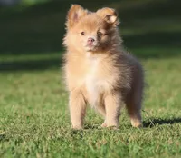 Carmel , a female Pomeranian for sale in Grand Rapids, MI – 3 of 5