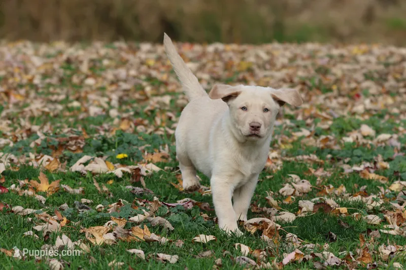 Silver Bullet AKC  – Labrador Retriever puppy for sale in Grand Rapids, MI