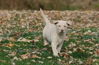 Silver Bullet AKC , a male Labrador Retriever for sale in Grand Rapids, MI – 1 of 7