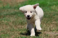 Ice Princess, a female Golden Retriever and English Cream Golden Retriever for sale in Grand Rapids, MI – 4 of 6