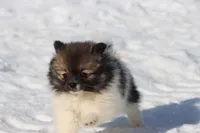 Sable AKC , a female Pomeranian for sale in Grand Rapids, MI – Photo 3 of 5