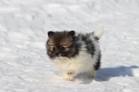 Sable AKC , a female Pomeranian for sale in Grand Rapids, MI – Photo 2 of 5