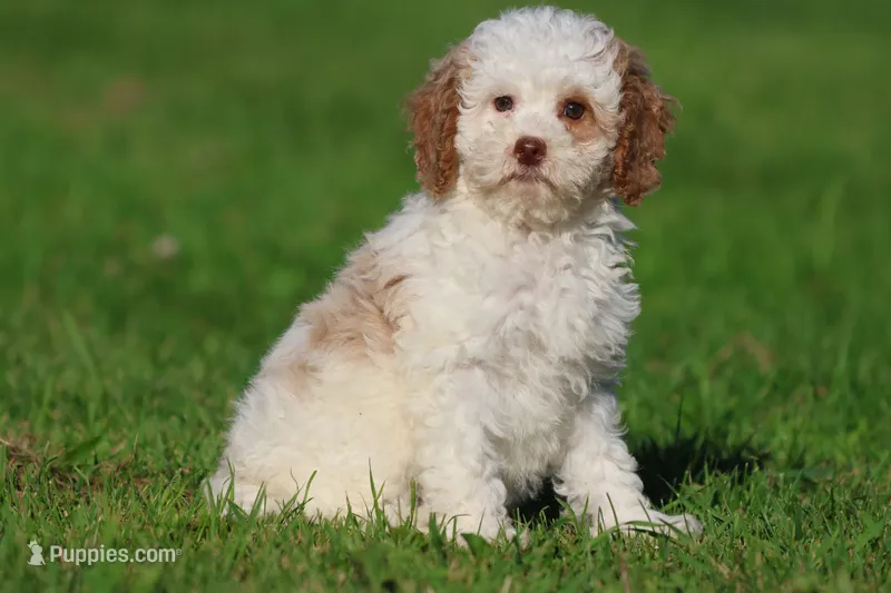 Sugar – Cavapoo, Cockapoo puppy for sale in Grand Rapids, MI