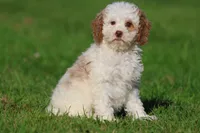 Sugar, a female Cavapoo and Cockapoo for sale in Grand Rapids, MI – 1 of 5
