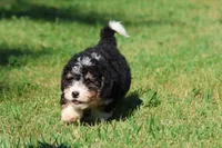 Twizzler , a male Miniature Bernedoodle for sale in Grand Rapids, MI – 6 of 6