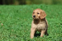 Bear AKC , a male Golden Retriever for sale in Grand Rapids, MI – 6 of 6