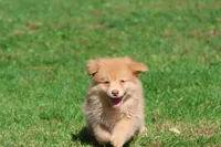 Bounce, a male Pomeranian and Toy Australian Shepherd for sale in Grand Rapids, MI – 6 of 7