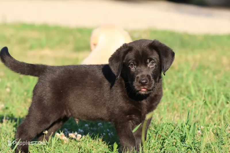 Bruce Wayne AKC  – Labrador Retriever puppy for sale in Grand Rapids, MI