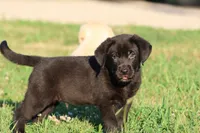Bruce Wayne AKC , a male Labrador Retriever for sale in Grand Rapids, MI – 1 of 5