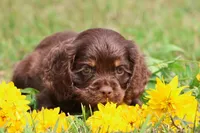 Archer, a male Cocker Spaniel and Cavalier King Charles Spaniel for sale in Grand Rapids, MI – 2 of 2