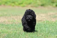 Raven, a female Bernedoodle and Miniature Bernedoodle for sale in Grand Rapids, MI – 3 of 6