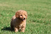 Barkley , a male Miniature Goldendoodle for sale in Grand Rapids, MI – 3 of 5