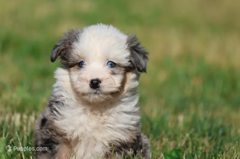 Blueberry  – Aussiedoodle, Bernedoodle puppy for sale in Grand Rapids, MI