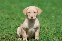 Lemon Tarts AKC , a female Labrador Retriever for sale in Grand Rapids, MI – 2 of 5