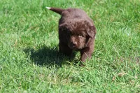 Meatloaf, a male Newfoundland for sale in Grand Rapids, MI – 6 of 6
