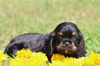 Sally, a male Cocker Spaniel and Cavalier King Charles Spaniel for sale in Grand Rapids, MI – 3 of 5