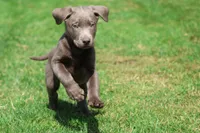 Dozer AKC , a male Labrador Retriever for sale in Grand Rapids, MI – 6 of 7