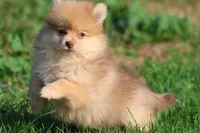 Sir Fox AKC, a male Pomeranian for sale in Grand Rapids, MI – 2 of 6