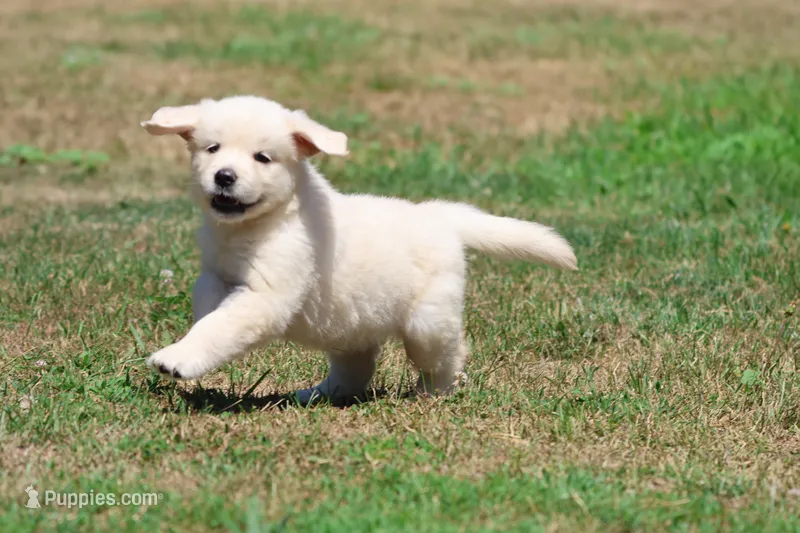 Cupcake – Golden Retriever puppy for sale in Grand Rapids, MI