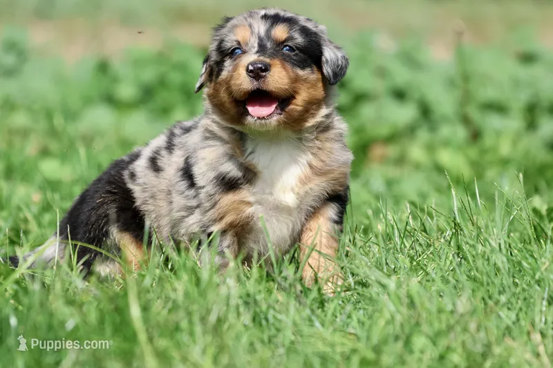 Skywalker – Australian Shepherd, Bernese Mountain Dog puppy for sale in Grand Rapids, MI