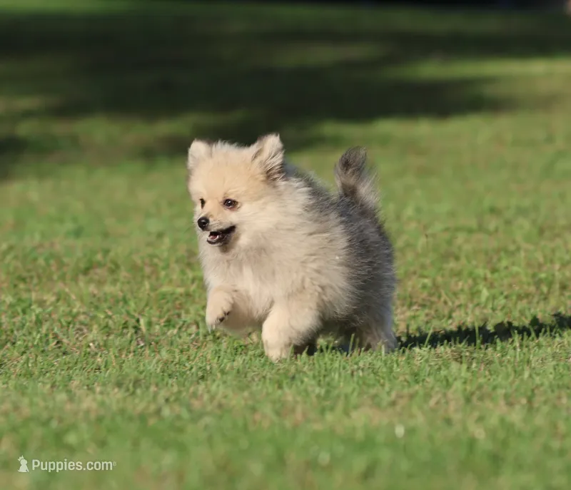 Wolfie  – Pomeranian puppy for sale in Grand Rapids, MI