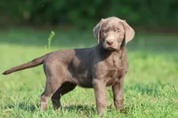 Duchess AKC , a male Labrador Retriever for sale in Grand Rapids, MI – 4 of 6