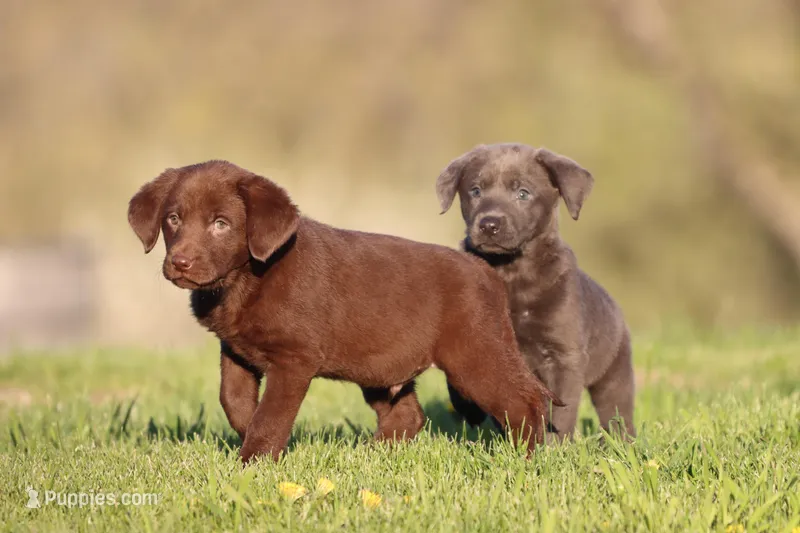 Cinnamon Crunch AKC  – Labrador Retriever puppy for sale in Grand Rapids, MI