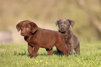 Cinnamon Crunch AKC , a male Labrador Retriever for sale in Grand Rapids, MI – Photo 1 of 4