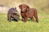 Cinnamon Crunch AKC , a male Labrador Retriever for sale in Grand Rapids, MI – Photo 3 of 4