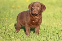Cinnamon Crunch AKC , a male Labrador Retriever for sale in Grand Rapids, MI – Photo 4 of 4