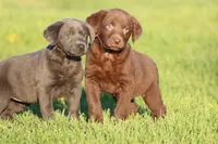 Cinnamon Crunch AKC , a male Labrador Retriever for sale in Grand Rapids, MI – Photo 2 of 4