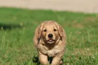 Mercedes , a female Golden Retriever and Miniature Golden Retriever for sale in Grand Rapids, MI – 3 of 6