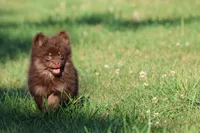 Brownies, a female Pomeranian for sale in Grand Rapids, MI – 3 of 6