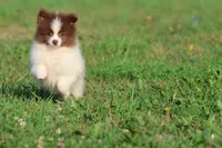 Coco Puffs , a male Pomeranian for sale in Grand Rapids, MI – 2 of 6