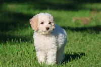 Caspian, a male Cavapoo and Cockapoo for sale in Grand Rapids, MI – 5 of 6