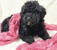 processed/8879fee5-4071-4343-86e7-67b54bb40ec8/listing/6837878a-2699-4c17-bbec-4eda81e284c6/f2baaf96-89dd-4181-9519-064213733623