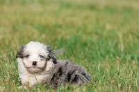 Blueberry , a male Aussiedoodle and Bernedoodle for sale in Grand Rapids, MI – 2 of 3