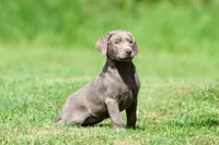 Journey AKC , a female Labrador Retriever for sale in Grand Rapids, MI – 3 of 4