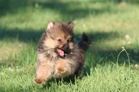 Teddy , a male Pomeranian for sale in Grand Rapids, MI – 6 of 7