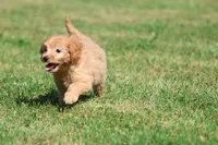 Twirls , a male Miniature Goldendoodle for sale in Grand Rapids, MI – 4 of 6